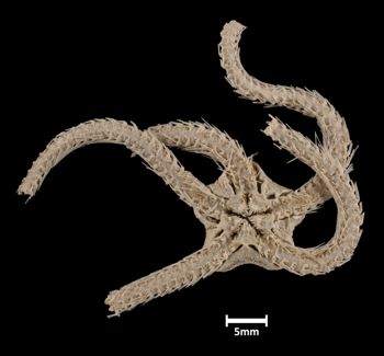 Media type: image;   Invertebrate Zoology OPH-3541 Aspect: ventral